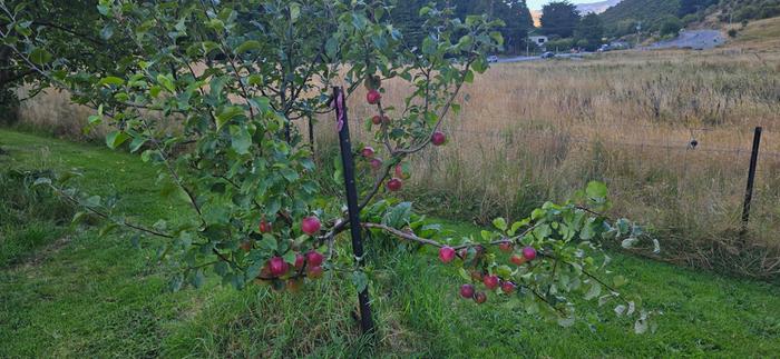 Young grafted apple tree