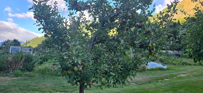 Apple tree