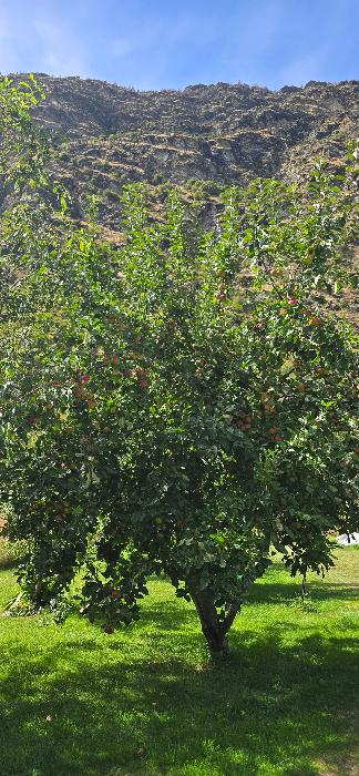 Apple tree