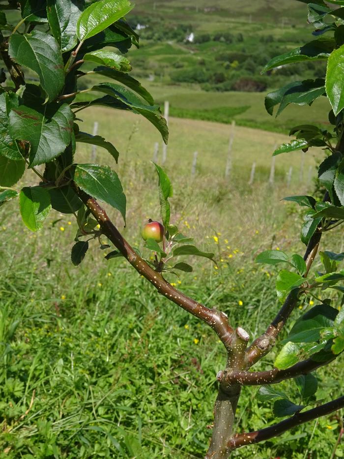 young apple tree