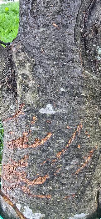 Trunk damaged by a possum 