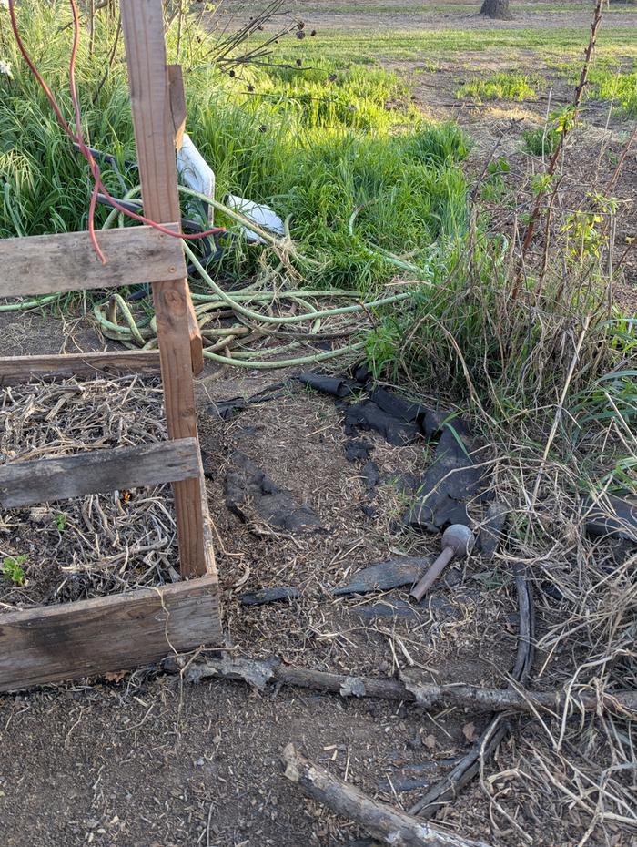 raised bed next to raspberry 