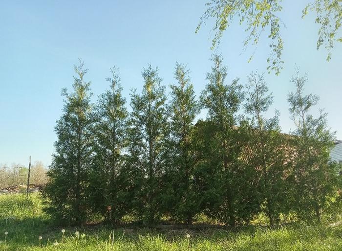 Narrow arborvitae for privacy screen 2ft spacing