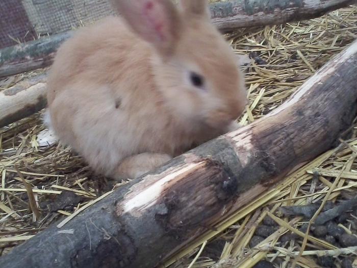 hard workin rabbits debarking the rafters of their very own house