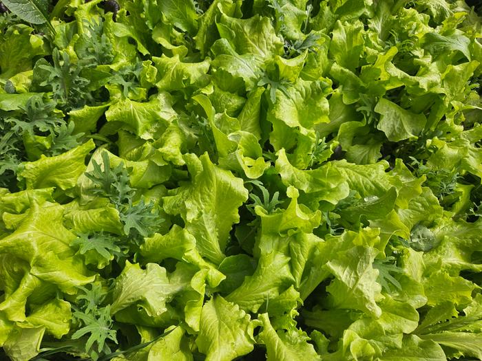 I'm thrilled to start off the season with a bed of lettuce from my greenhouse!