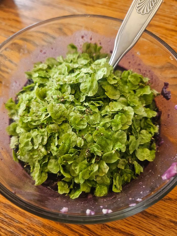 Freeze dried elm seeds on blueberries and black beans, one of my favorite breakfasts!