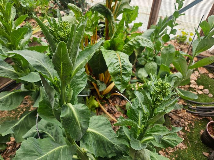 Cauliflower, about to blossom-hopefully i can save seeds. Maybe also eat the florets!