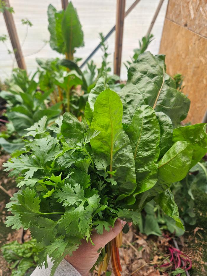 Chard and cilantro coming from the greenhouse