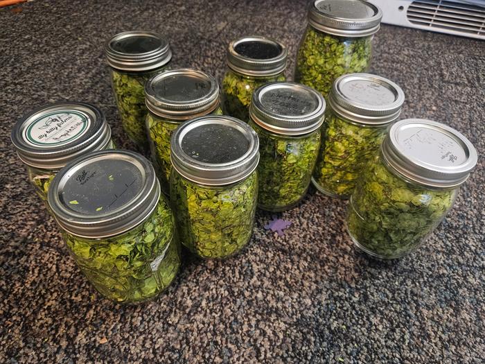 Kaylee and I saved lots of Elm seeds! Since I rather like them. These are freeze-dried. 