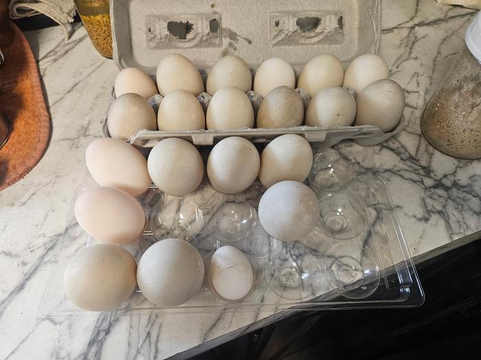 Plus duck eggs! Coming out my ears 😆