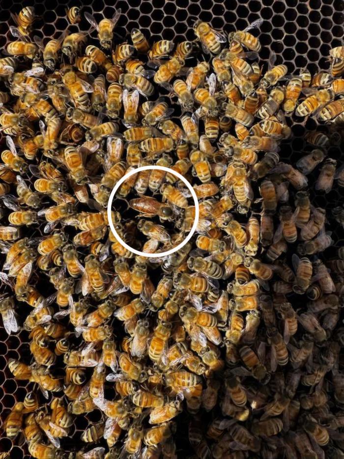 The queen bee. Can you tell her apart?