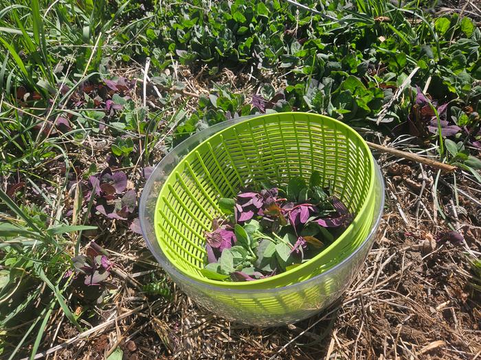 Harvesting 