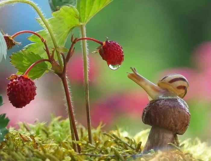 [Thumbnail for SnailMushroomBerry.jpg]