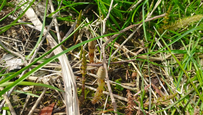 Horsetail strobils and vegetative shoots
