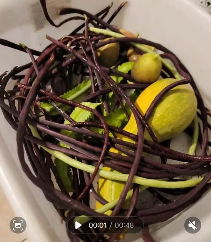 purple long beans, squash and figs