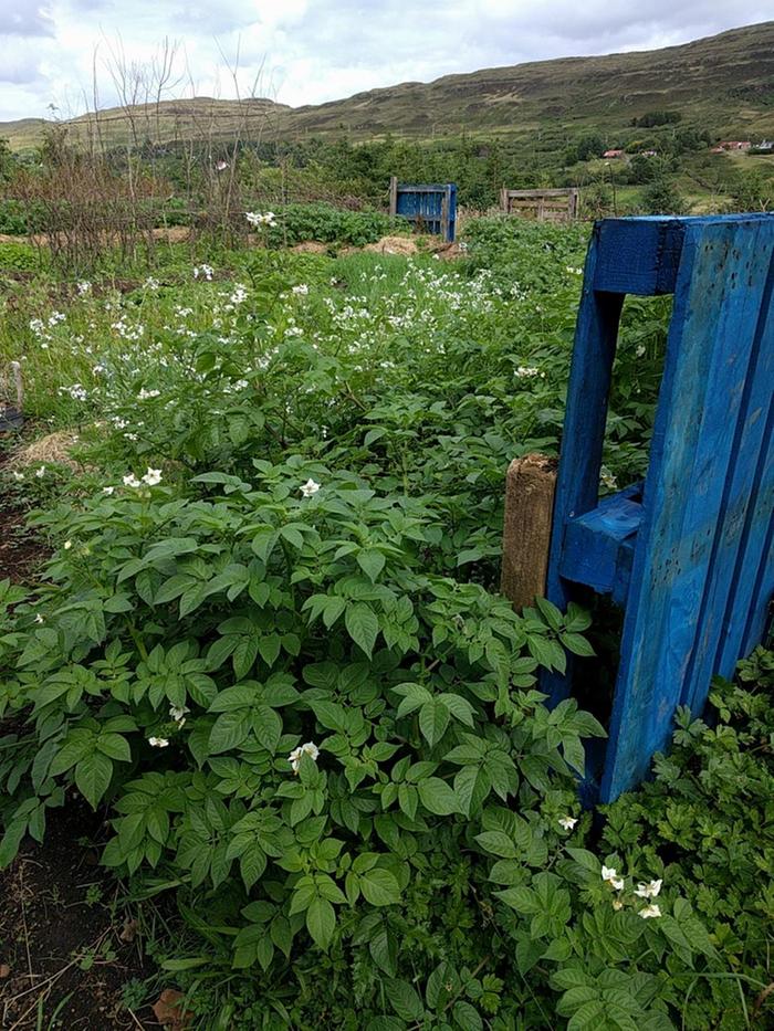 I'm growing potatoes!