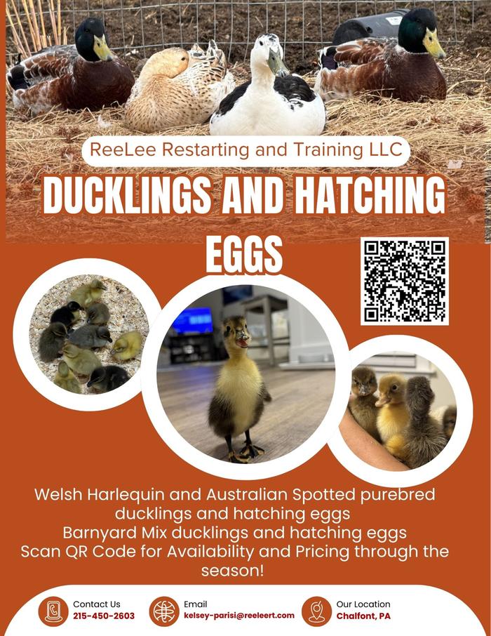 Duckling Flyer