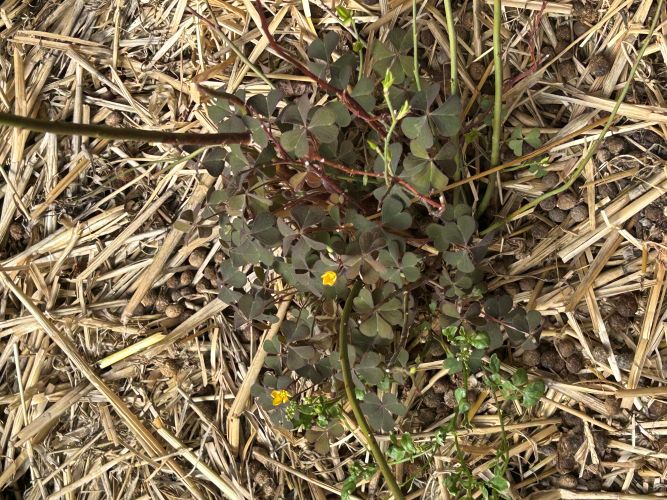 [Thumbnail for Companion.JPG]