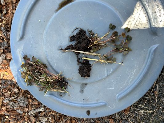 [Thumbnail for Wood-sorrel-(2).JPG]