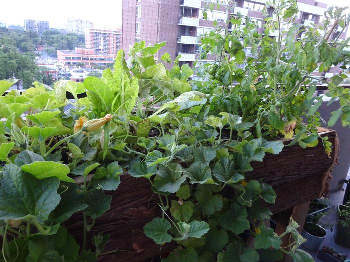 Wicking Balcony Garden