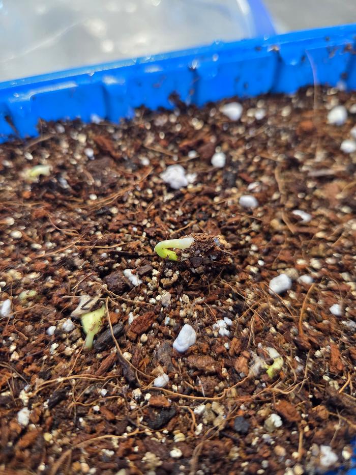 Addi Anchote seed germination