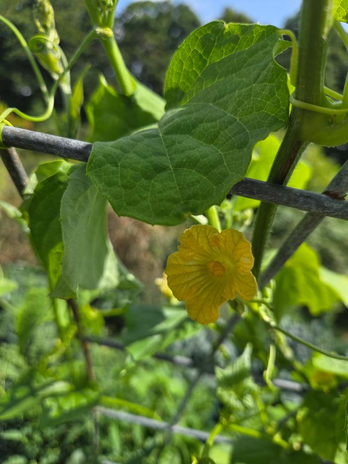 addi anchote flowering on trellis