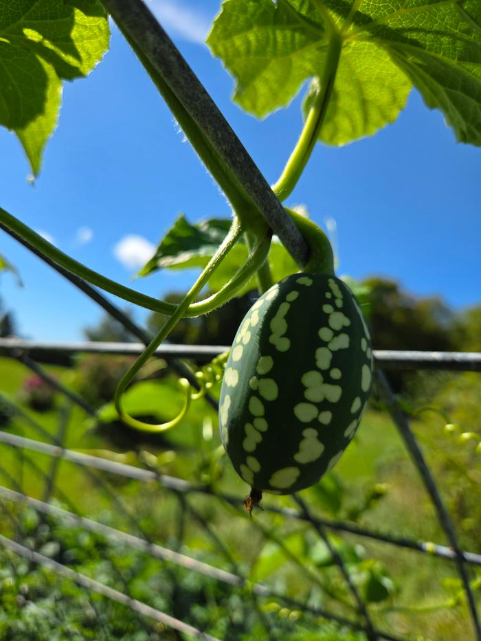 addi anchote fruiting in Vermont