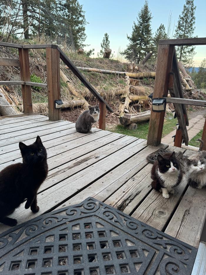 Fph cats waiting for treats
