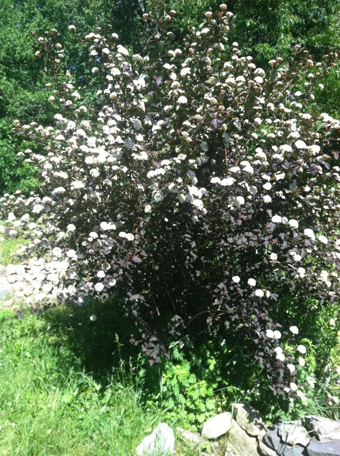 [Thumbnail for image.jpg]