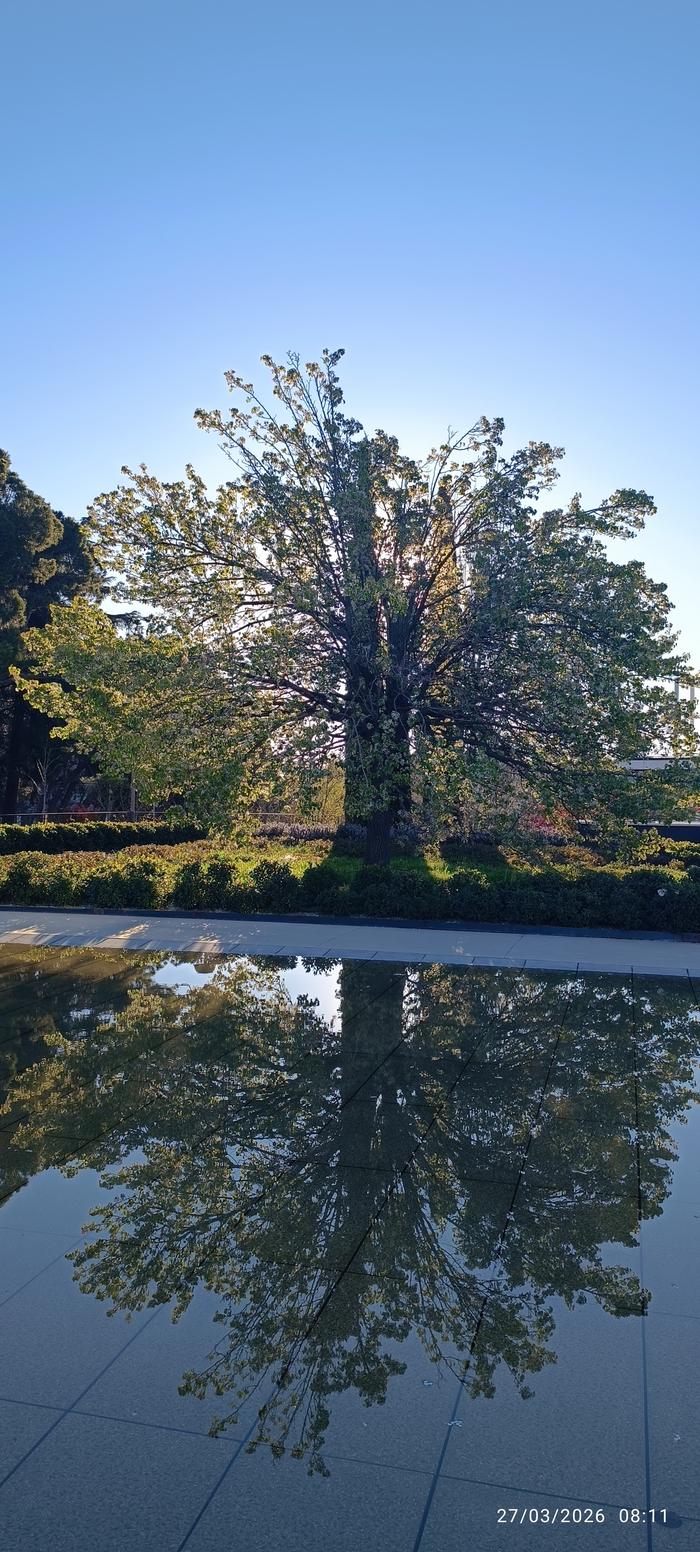 perfect reflection of a tree in leaf against a blue skye