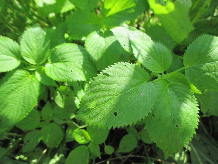 [Thumbnail for mystery-plants-003.jpg]