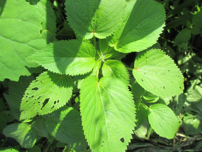 [Thumbnail for mystery-plants-004.jpg]
