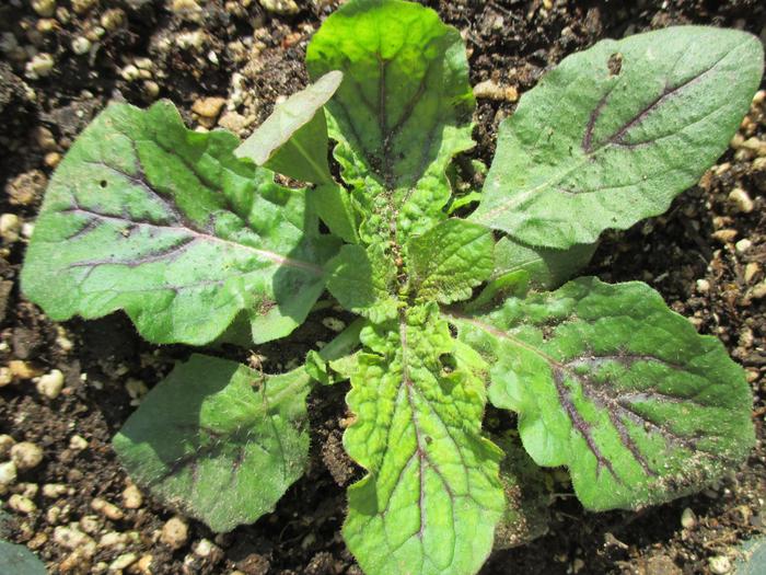 [Thumbnail for mystery-plants-008.jpg]