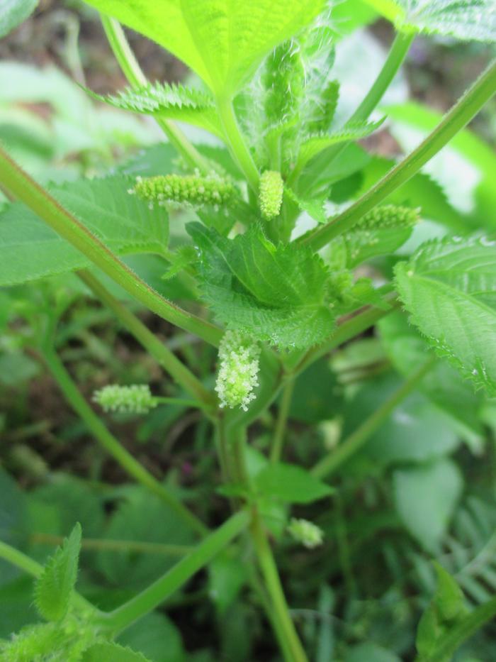 [Thumbnail for mysteryplant-062.jpg]