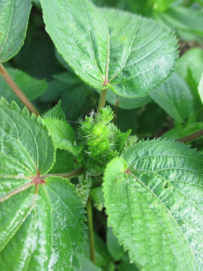 [Thumbnail for mysteryplant-063.jpg]