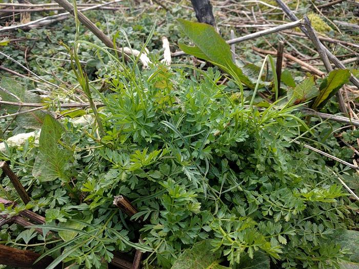 Unknown plant in spring