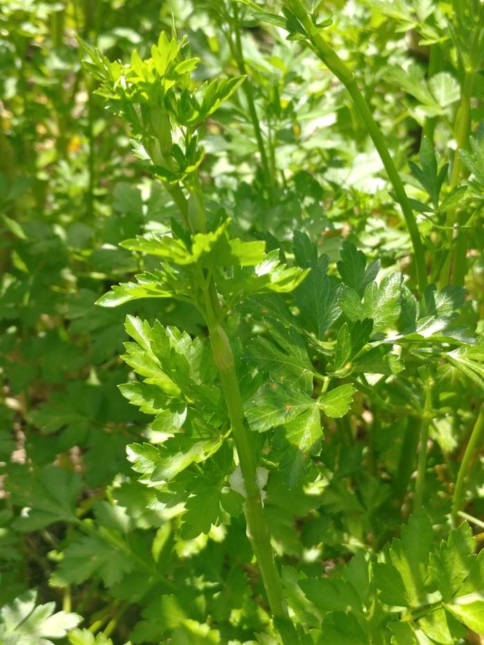 [Thumbnail for parsley-cuckoo-spit.jpg]