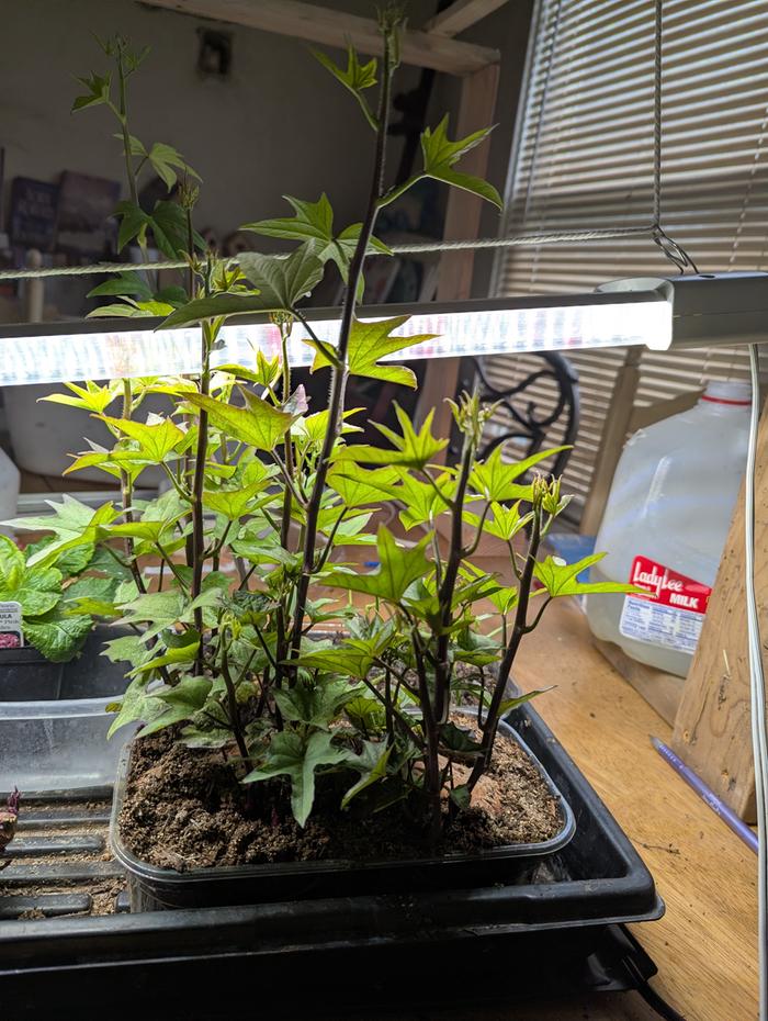 planted sweet potato 