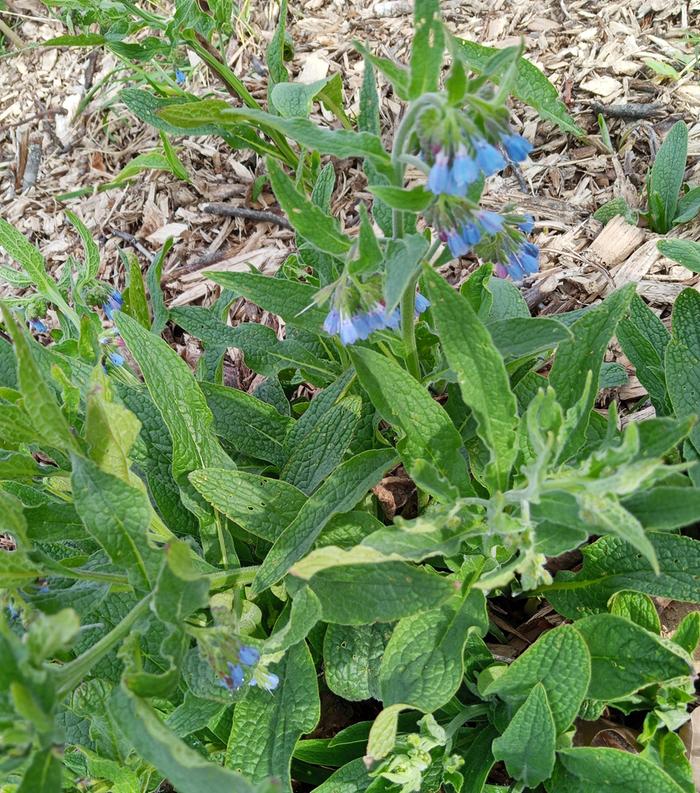 #1 blue flowers, low growing