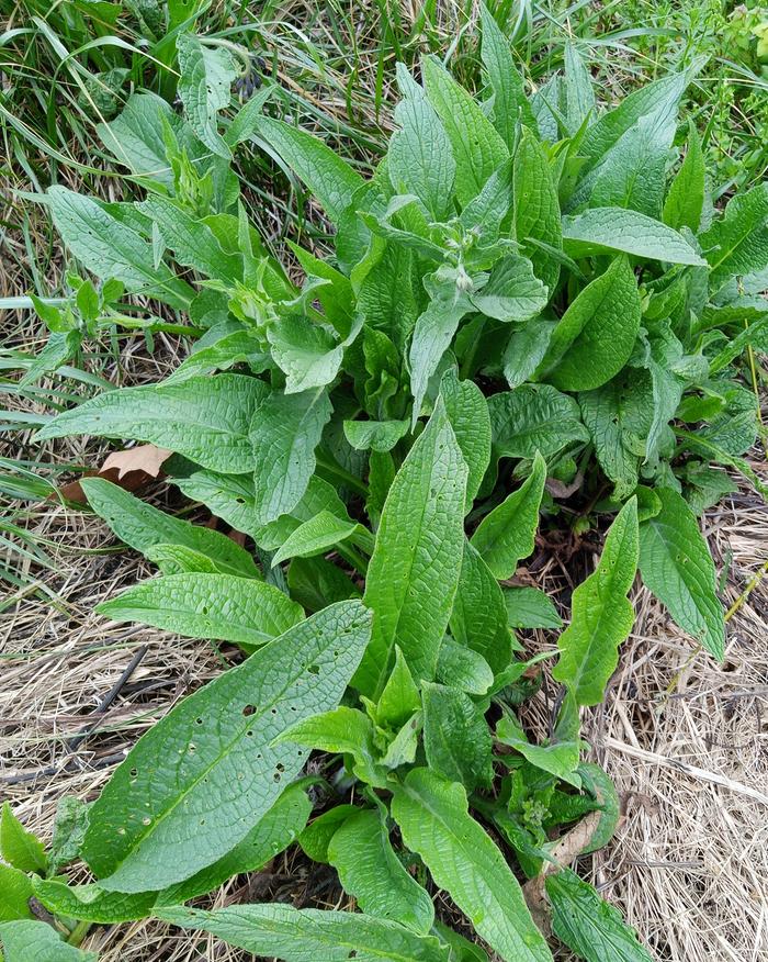 #2 common, viable seed