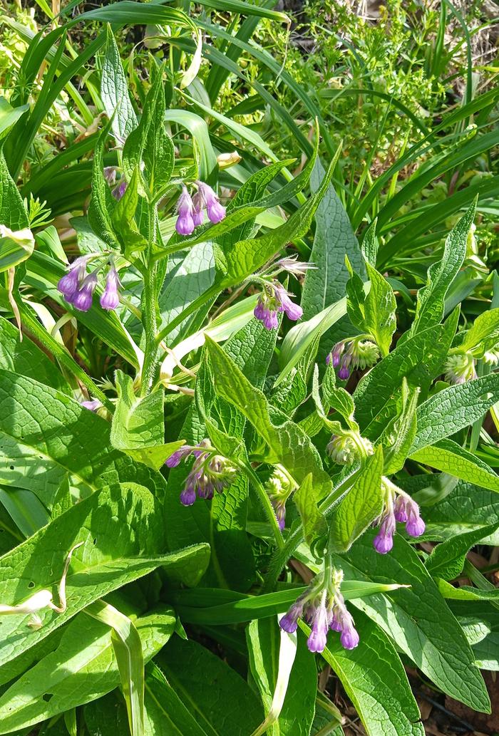 [Thumbnail for IMG_20260405_110539_702-2.jpg]