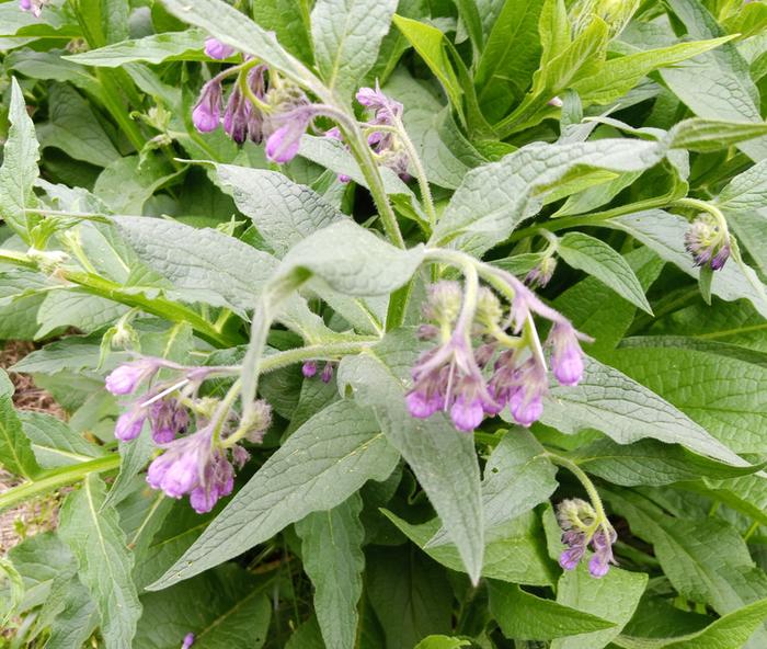 #2 from seed, 'symphytum officinale' 