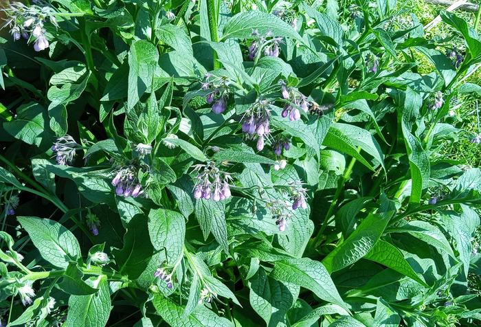 #2 from seed 'symphytum officinale'