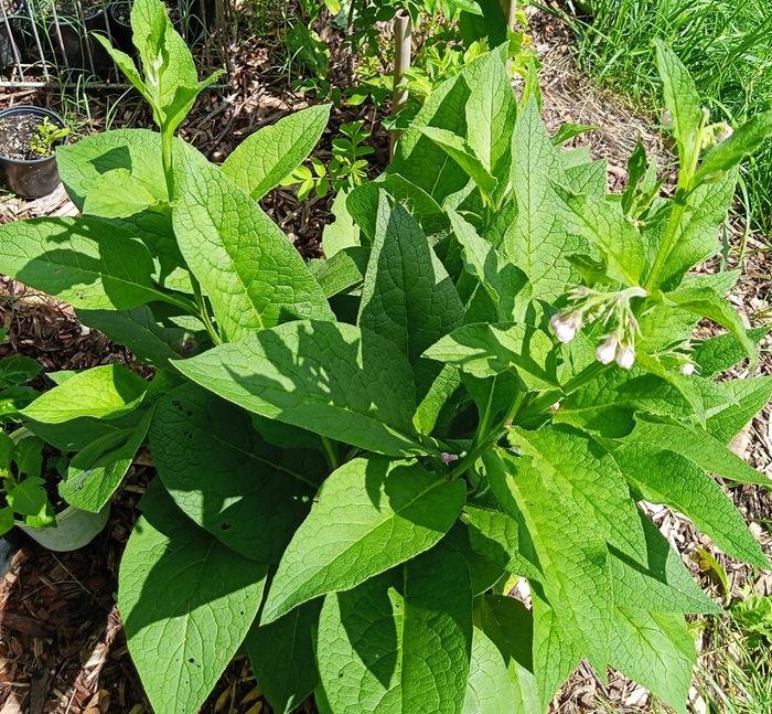 #3 çlumping comfrey with pale pink flowers