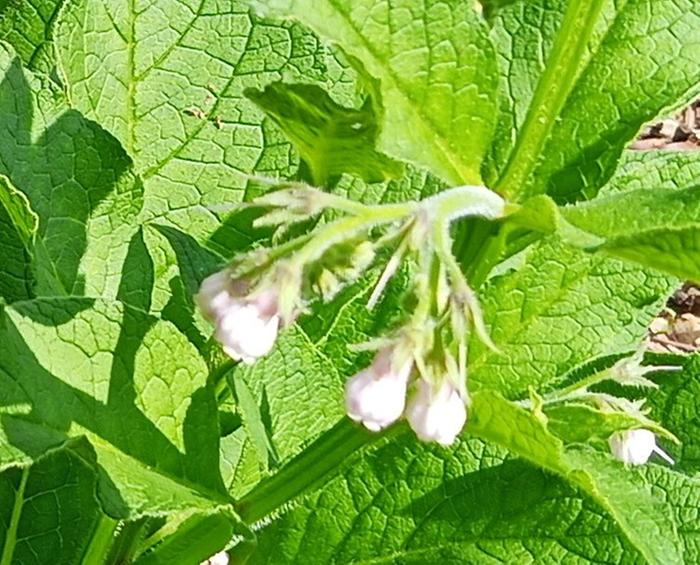 #3 çlumping comfrey with pale pink flowers
