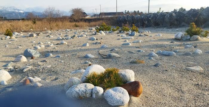 Unusual shot of Black Pine saplings growing in the sand (featuring my glove on the camera lens)