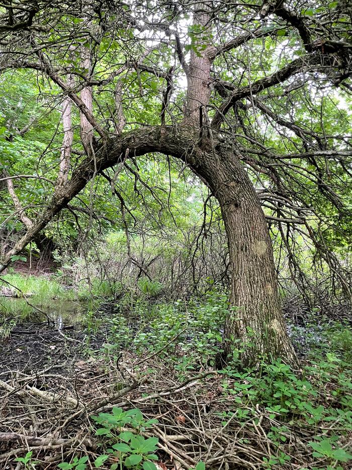 [Thumbnail for IMG_9249_Original.jpeg]