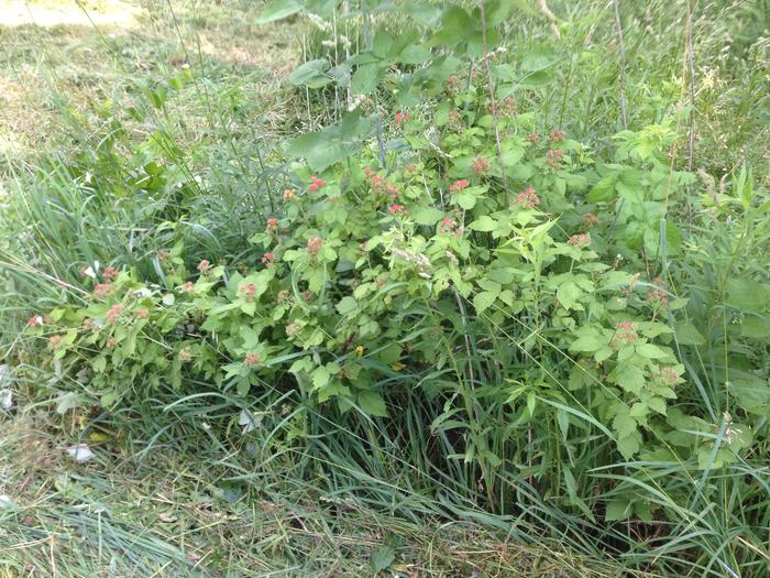 [Thumbnail for image.jpg]