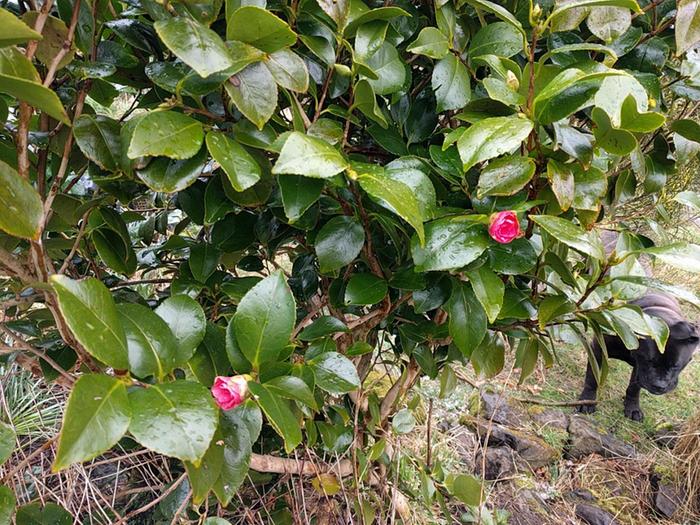 View of bush and opening pink flowers