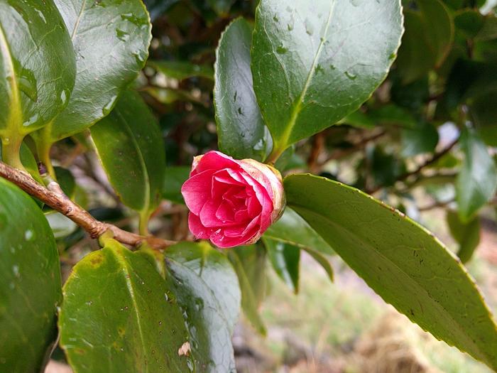 close up of flower bud showing colour